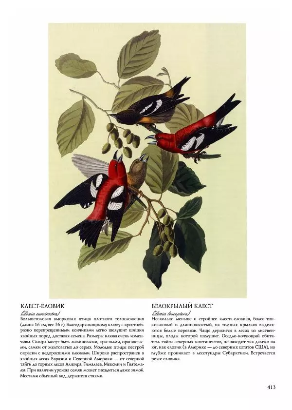 Джон Одюбон - Птицы Америки - Страница № 414