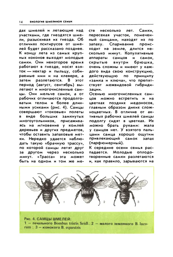 Виктор Гребенников - Шмели - опылители клевера - Страница № 13