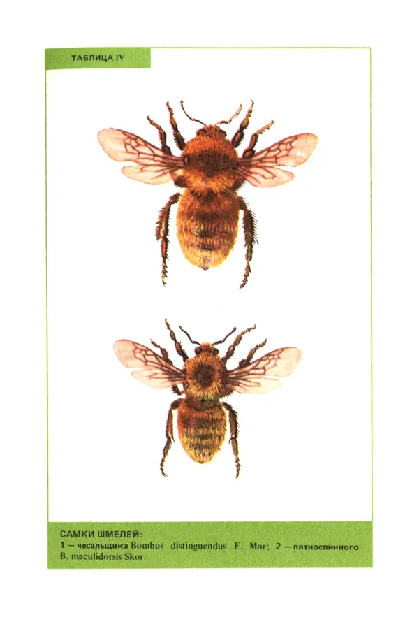 Виктор Гребенников - Шмели - опылители клевера - Страница № 56