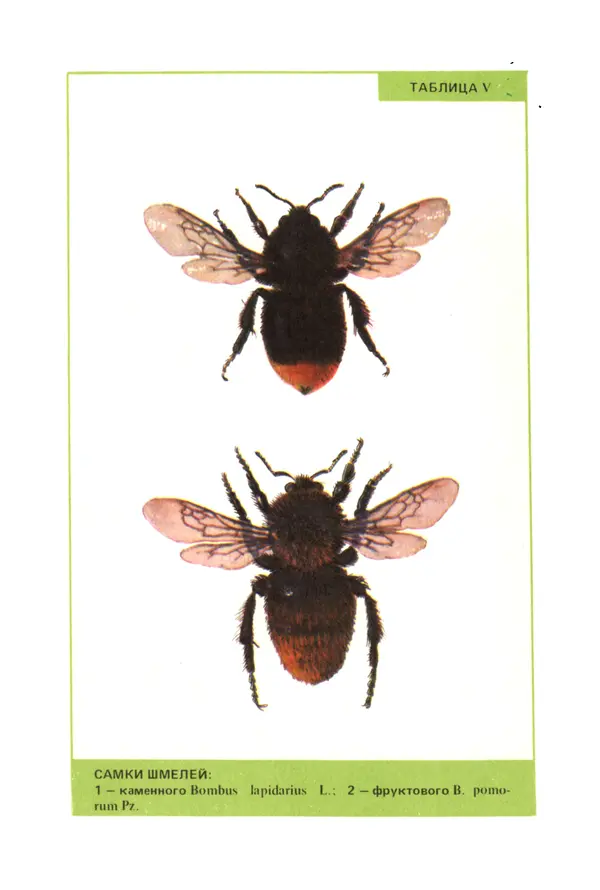 Виктор Гребенников - Шмели - опылители клевера - Страница № 57