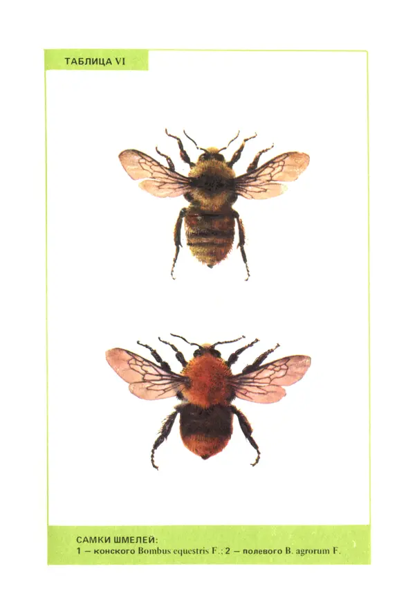 Виктор Гребенников - Шмели - опылители клевера - Страница № 58