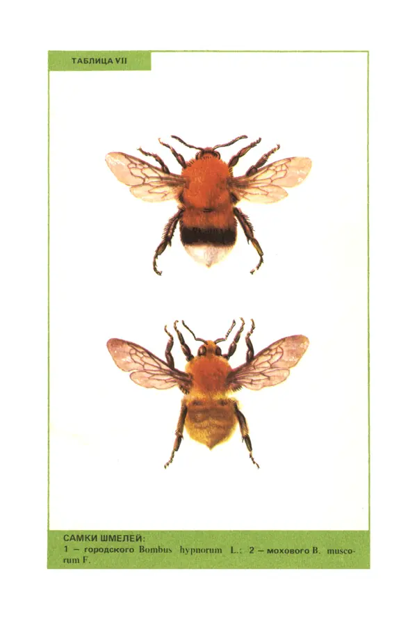 Виктор Гребенников - Шмели - опылители клевера - Страница № 59