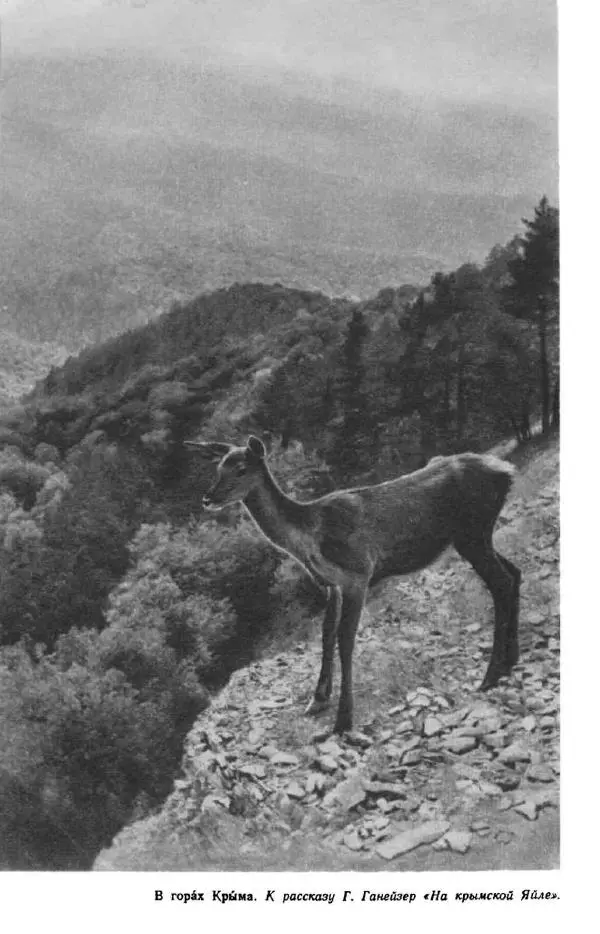 Константин Паустовский - Мир вокруг нас - Страница № 72