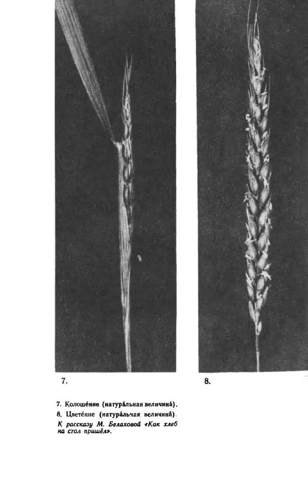 Константин Паустовский - Мир вокруг нас - Страница № 232
