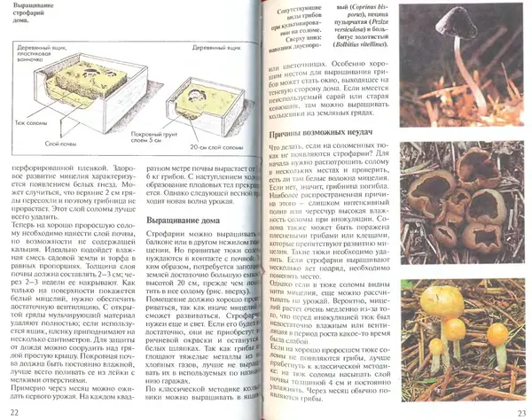 Иоланда Энгльбрехт - Выращивание грибов дома и в саду - Страница № 12