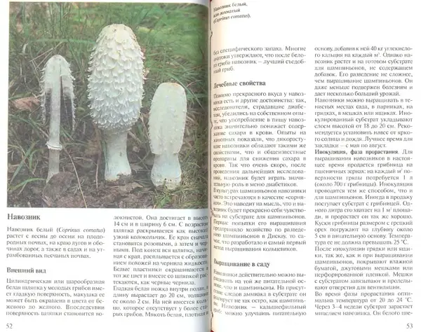 Иоланда Энгльбрехт - Выращивание грибов дома и в саду - Страница № 27