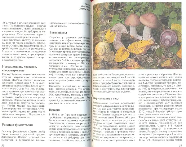 Иоланда Энгльбрехт - Выращивание грибов дома и в саду - Страница № 29