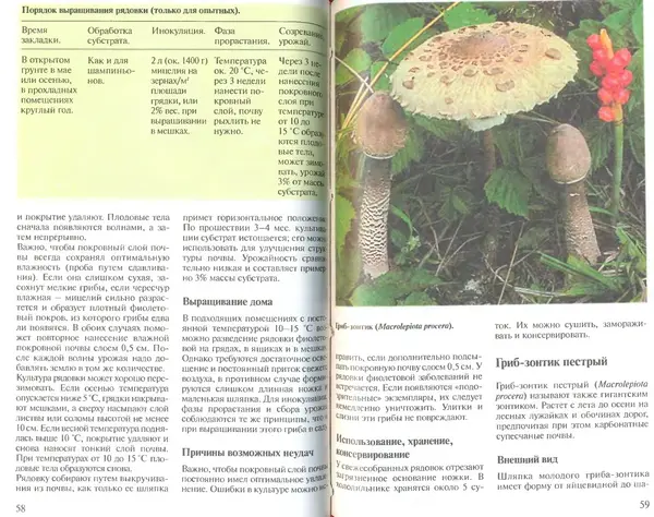 Иоланда Энгльбрехт - Выращивание грибов дома и в саду - Страница № 30