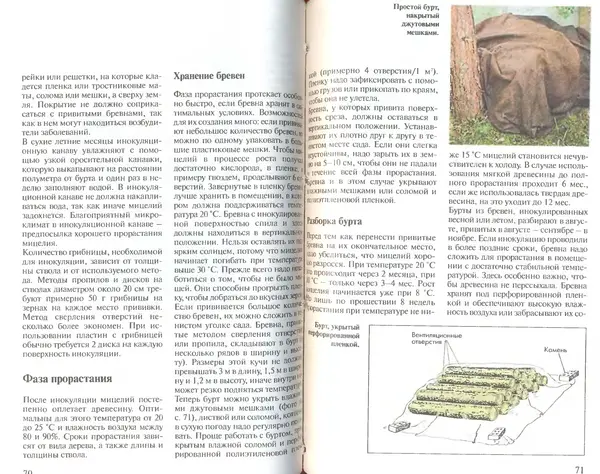 Иоланда Энгльбрехт - Выращивание грибов дома и в саду - Страница № 36