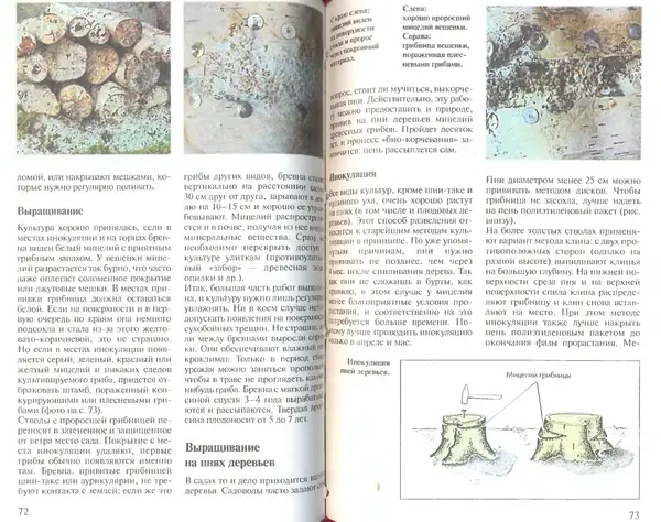 Иоланда Энгльбрехт - Выращивание грибов дома и в саду - Страница № 37