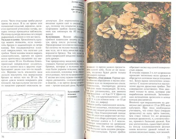 Иоланда Энгльбрехт - Выращивание грибов дома и в саду - Страница № 39