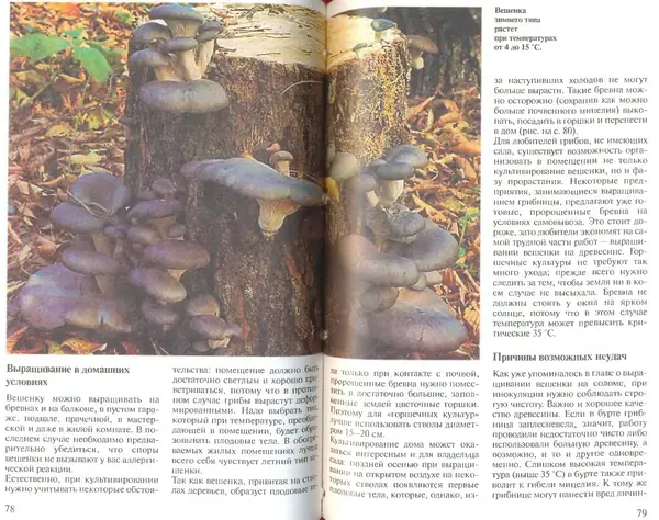 Иоланда Энгльбрехт - Выращивание грибов дома и в саду - Страница № 40