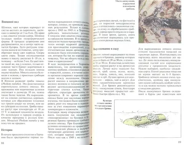 Иоланда Энгльбрехт - Выращивание грибов дома и в саду - Страница № 45