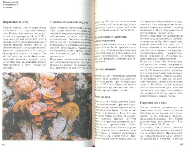Иоланда Энгльбрехт - Выращивание грибов дома и в саду - Страница № 47
