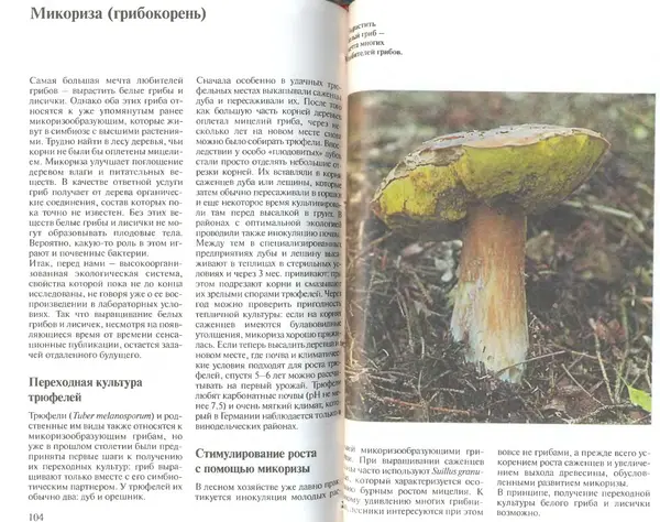 Иоланда Энгльбрехт - Выращивание грибов дома и в саду - Страница № 53