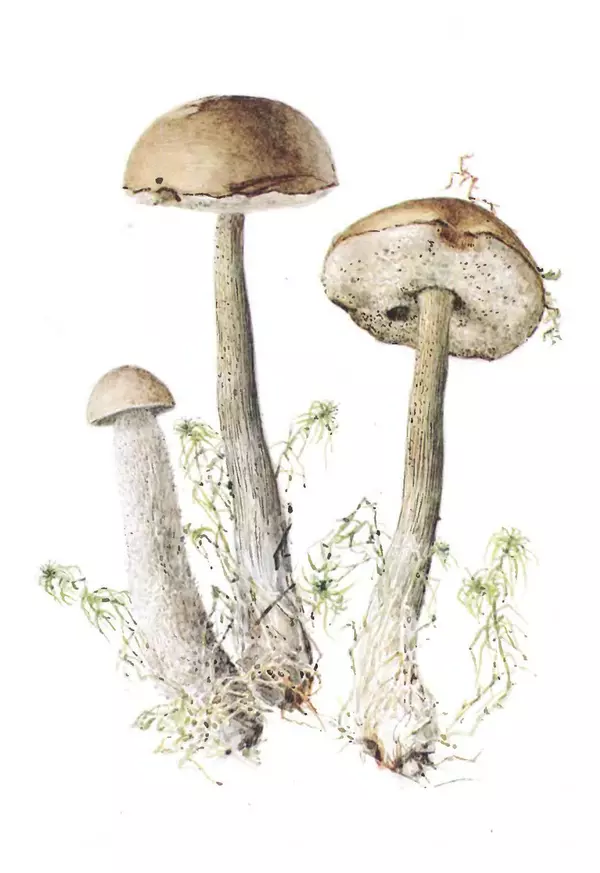 Татьяна Никиточкина - Грибы. Выпуск 2 - Страница № 11