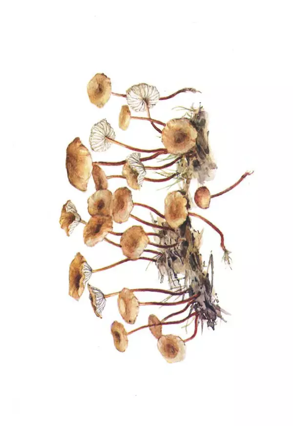 Татьяна Никиточкина - Грибы. Выпуск 2 - Страница № 33