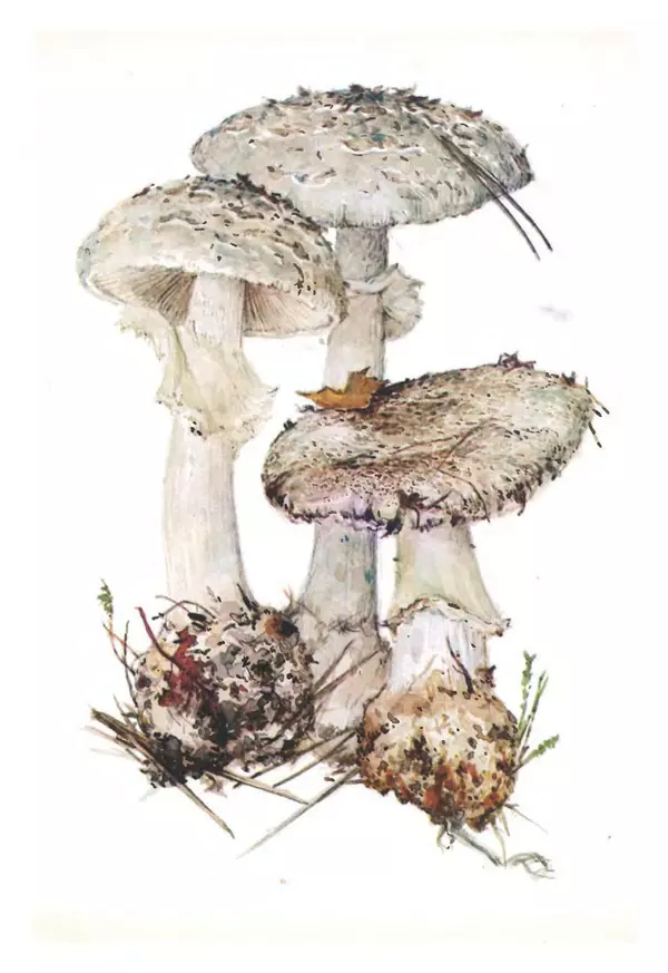 Татьяна Никиточкина - Грибы. Выпуск 2 - Страница № 35