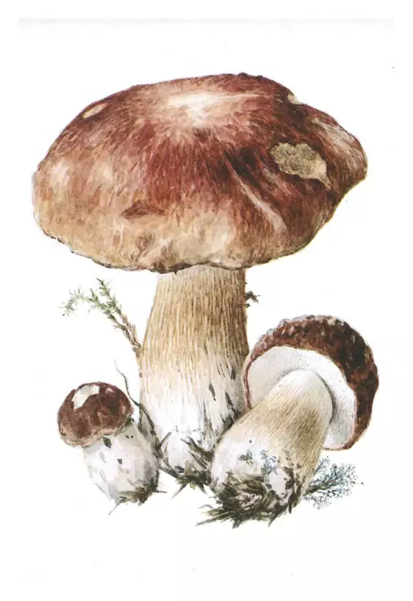 Татьяна Никиточкина - Грибы. Выпуск 2 - Страница № 5