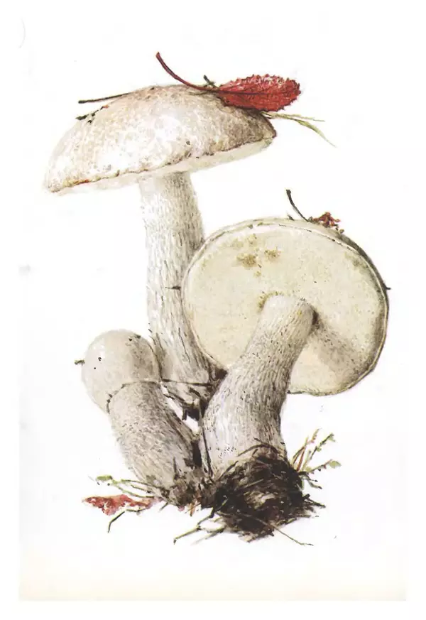 Татьяна Никиточкина - Грибы. Выпуск 2 - Страница № 7