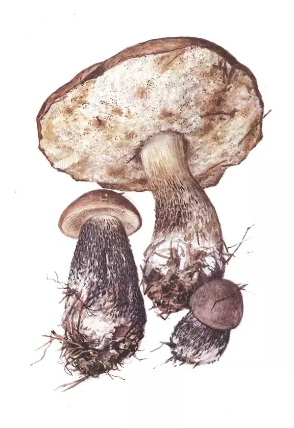 Татьяна Никиточкина - Грибы. Выпуск 2 - Страница № 9
