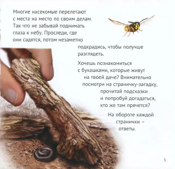 Майк Анвин - Кто живёт у нас на даче. Букашки - Страница № 8