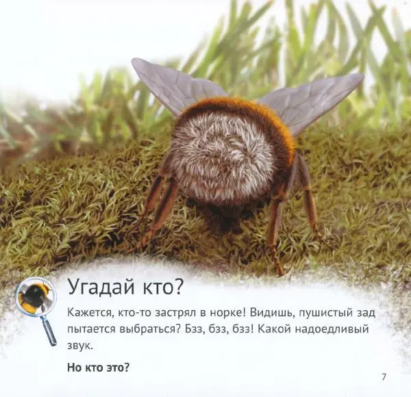 Майк Анвин - Кто живёт у нас на даче. Букашки - Страница № 10