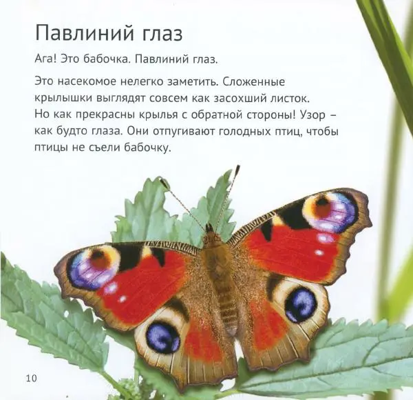 Майк Анвин - Кто живёт у нас на даче. Букашки - Страница № 13