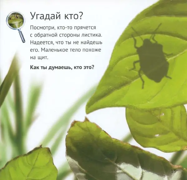 Майк Анвин - Кто живёт у нас на даче. Букашки - Страница № 16