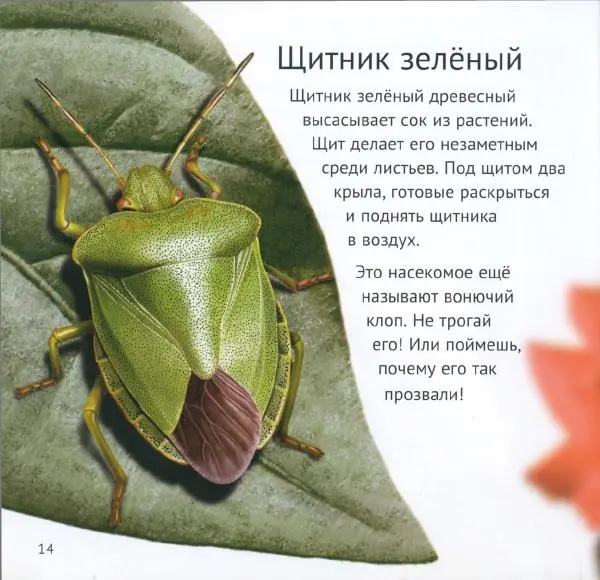 Майк Анвин - Кто живёт у нас на даче. Букашки - Страница № 17