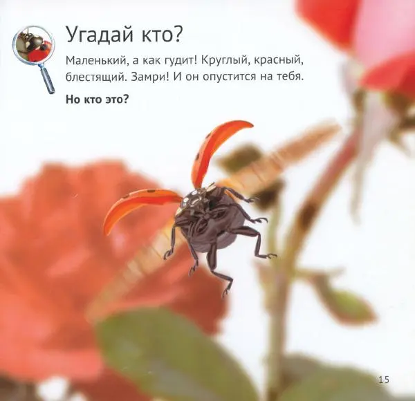 Майк Анвин - Кто живёт у нас на даче. Букашки - Страница № 18