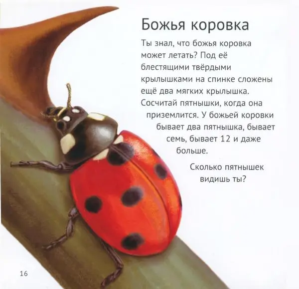 Майк Анвин - Кто живёт у нас на даче. Букашки - Страница № 19