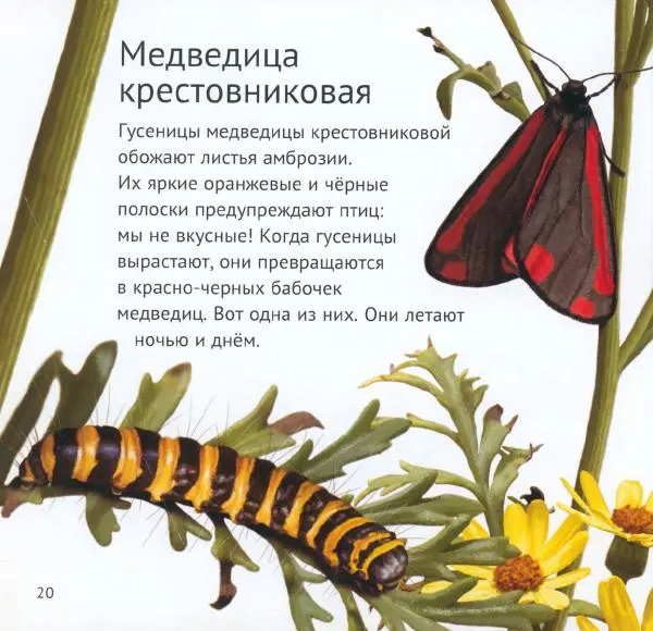 Майк Анвин - Кто живёт у нас на даче. Букашки - Страница № 23