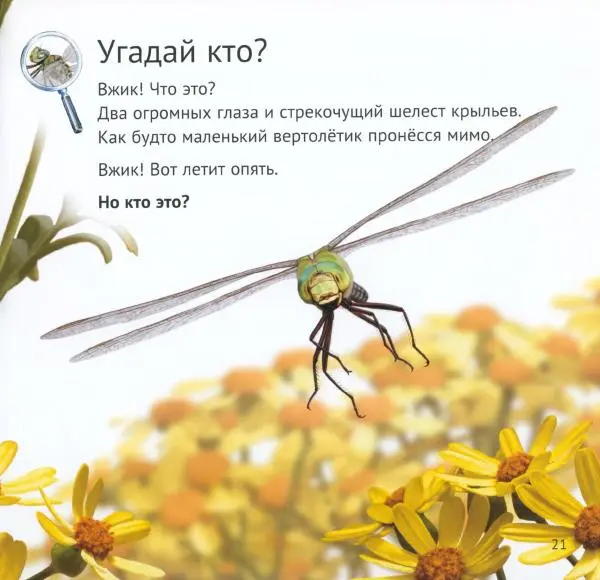 Майк Анвин - Кто живёт у нас на даче. Букашки - Страница № 24