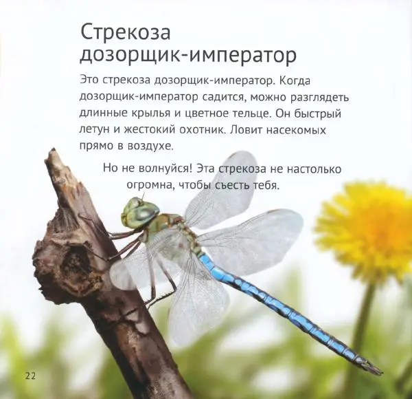 Майк Анвин - Кто живёт у нас на даче. Букашки - Страница № 25