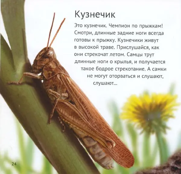 Майк Анвин - Кто живёт у нас на даче. Букашки - Страница № 27