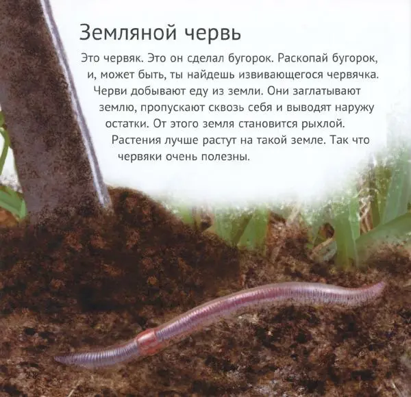 Майк Анвин - Кто живёт у нас на даче. Букашки - Страница № 31