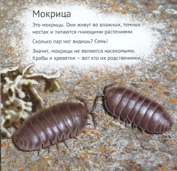 Майк Анвин - Кто живёт у нас на даче. Букашки - Страница № 41