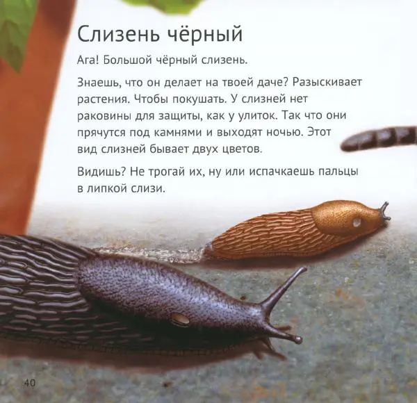 Майк Анвин - Кто живёт у нас на даче. Букашки - Страница № 43