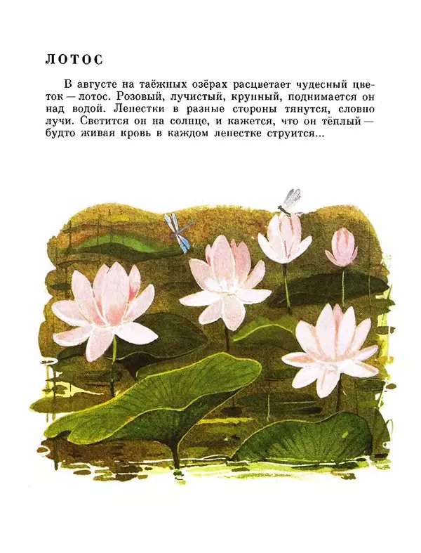 Юрий Аракчеев - По Уссурийской тайге - Страница № 17