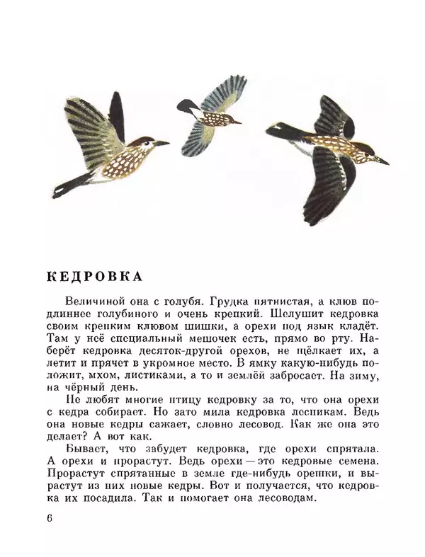 Юрий Аракчеев - По Уссурийской тайге - Страница № 6