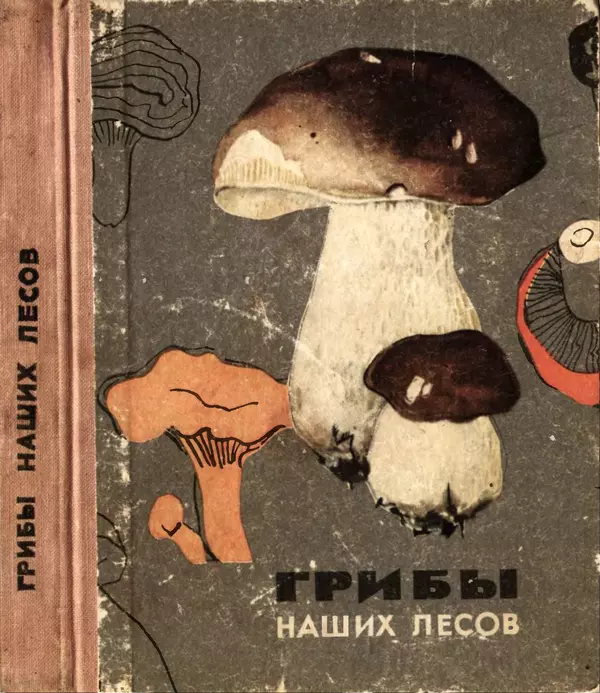 К. Шульга - Грибы наших лесов - Страница № 1
