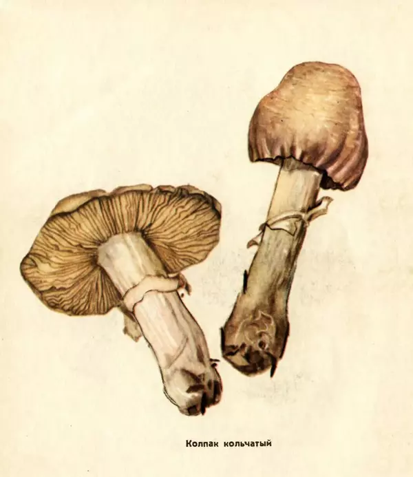 К. Шульга - Грибы наших лесов - Страница № 100