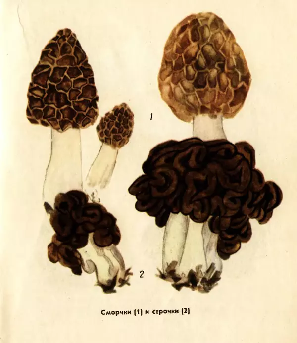К. Шульга - Грибы наших лесов - Страница № 103