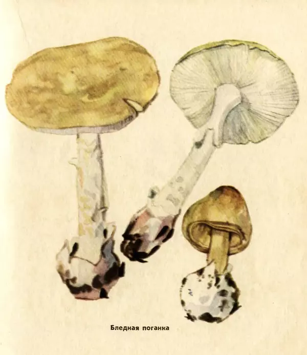 К. Шульга - Грибы наших лесов - Страница № 121