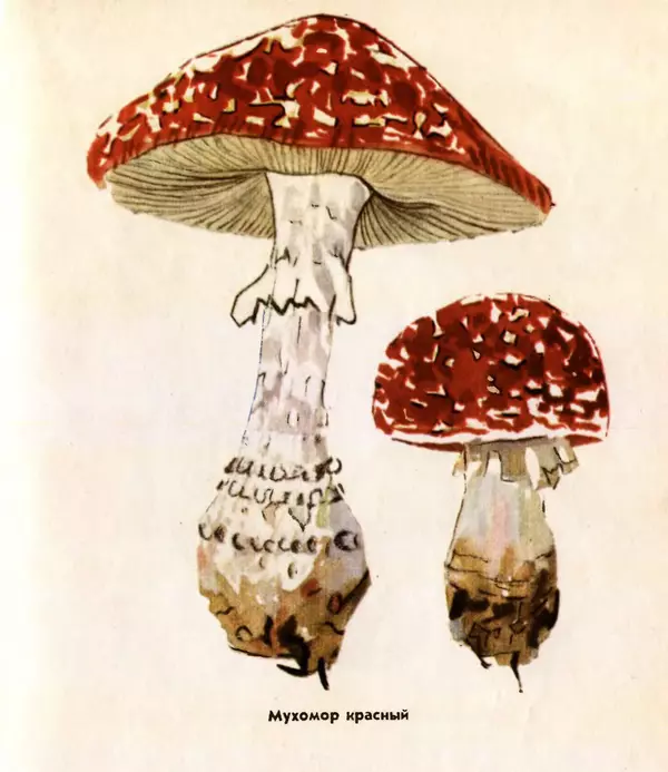 К. Шульга - Грибы наших лесов - Страница № 123