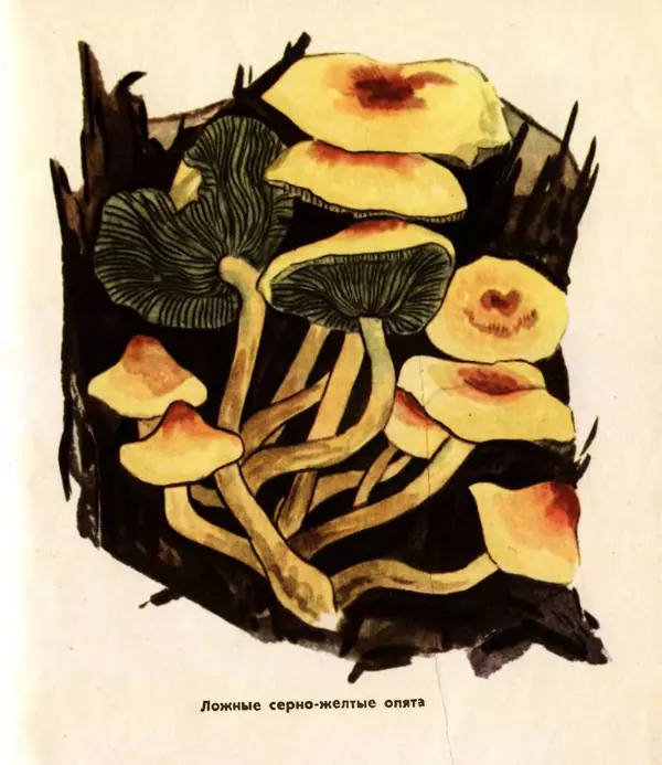 К. Шульга - Грибы наших лесов - Страница № 127