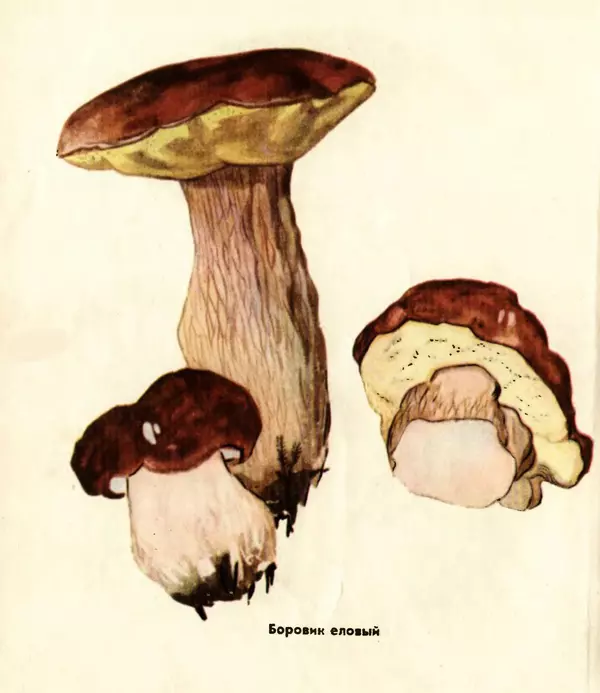 К. Шульга - Грибы наших лесов - Страница № 34