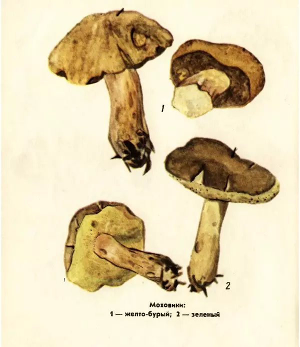 К. Шульга - Грибы наших лесов - Страница № 38