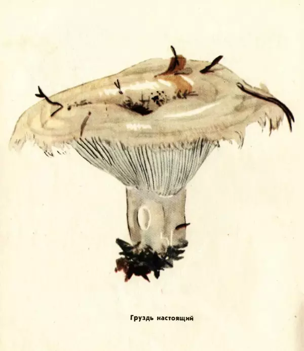 К. Шульга - Грибы наших лесов - Страница № 40